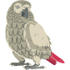 Grey parrot