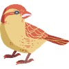 Sparrow