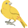 Canary