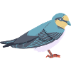 Swallow