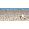Möwen am Strand