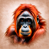 Orangutan 01