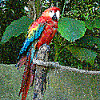 A very curious parrot