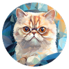 Exotic Shorthair Cat
