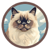 Himalayan cat