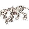 Sabertooth Tiger Skeleton