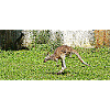 The Great Kangaroo Jump