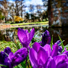 Purple Flower