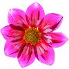 Dahlia Shade