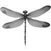 Libelle