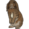 Rabbit standing