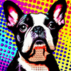 Boston Terrier Pop Art