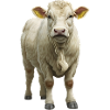 Charolais Beef