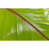 Banana tree