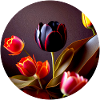 Black Red Tulip