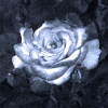 Rose im Mondschein