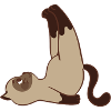 Chat siamois, acrobatique