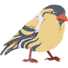 Greenfinch