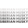 Husky sibérien