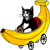 Fast cat and banana