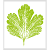 Leaf / gooseberry - With frame