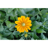 Gelbe Strahlenblüte