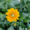 Rough coneflower / yellow ray flower