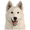Swiss White Shepherd