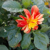 Georgine / Large-pinnate dahlia