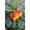 Large-feathered dahlia / Georgine