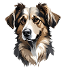 Picardy Shepherd Dog