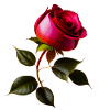 Red Rose