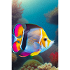 Poisson-papillon