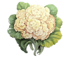 Cauliflower Vegetables