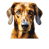 Dachshund Viennese Dog