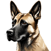 Malinois dog