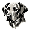 Labrador Dog