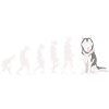 Evolution Siberian Husky