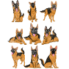 Chien Cadeau Berger Allemand mignon