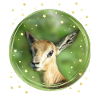 Gazelle - Antelope - Wildlife in Africa