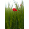 Coquelicot et blé vert