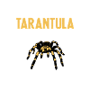 Spider Lovers Tarantula Owners