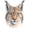 Lynx Cat