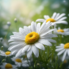 WONDERFUL BLOOMING DAISY