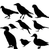 Vögel minimalistisch, Silhouetten