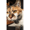 Nougat Cat