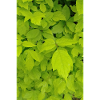 Ash maple / Acer negundo