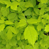 Ash maple / Acer negundo