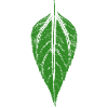 Leaf Jerusalem artichoke