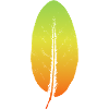 Sage leaf